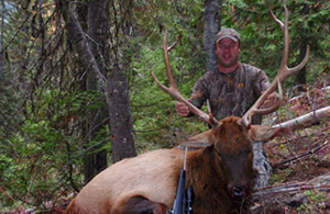 Montana Elk
