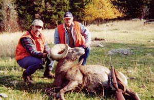 Bighorn Sheep 3