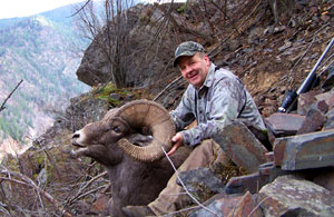 montana bighorn sheep