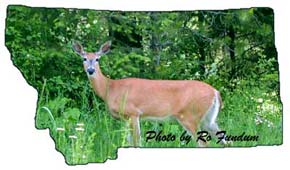 Deer picture on property for sale near Trout Creek, Montana