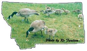 Sanders County, Montana geese