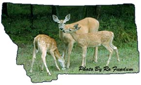Thompson Falls Montana deer